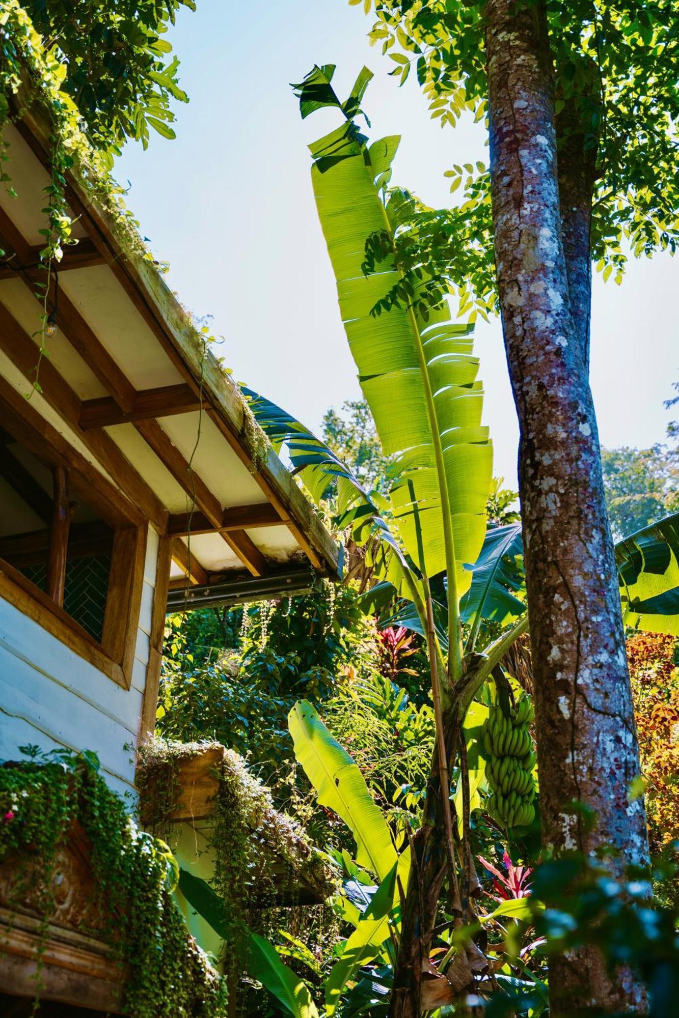 Jungle Spirit Treehouse Villa Cahuita Exteriör bild