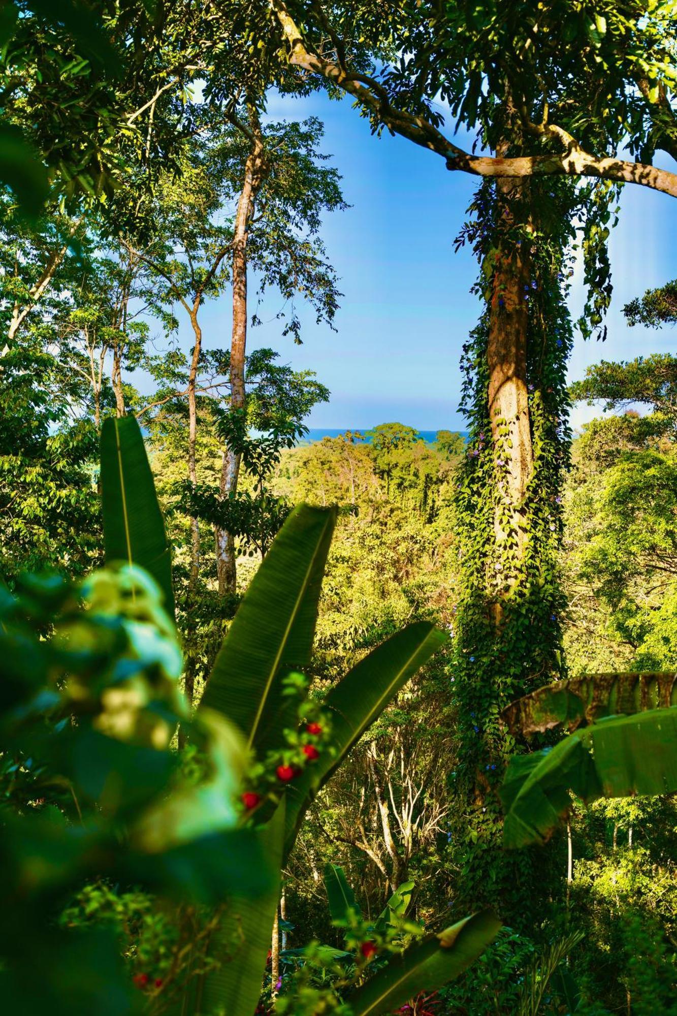 Jungle Spirit Treehouse Villa Cahuita Exteriör bild