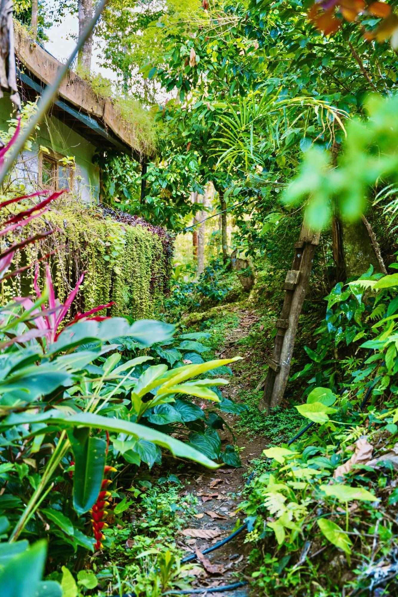 Jungle Spirit Treehouse Villa Cahuita Exteriör bild