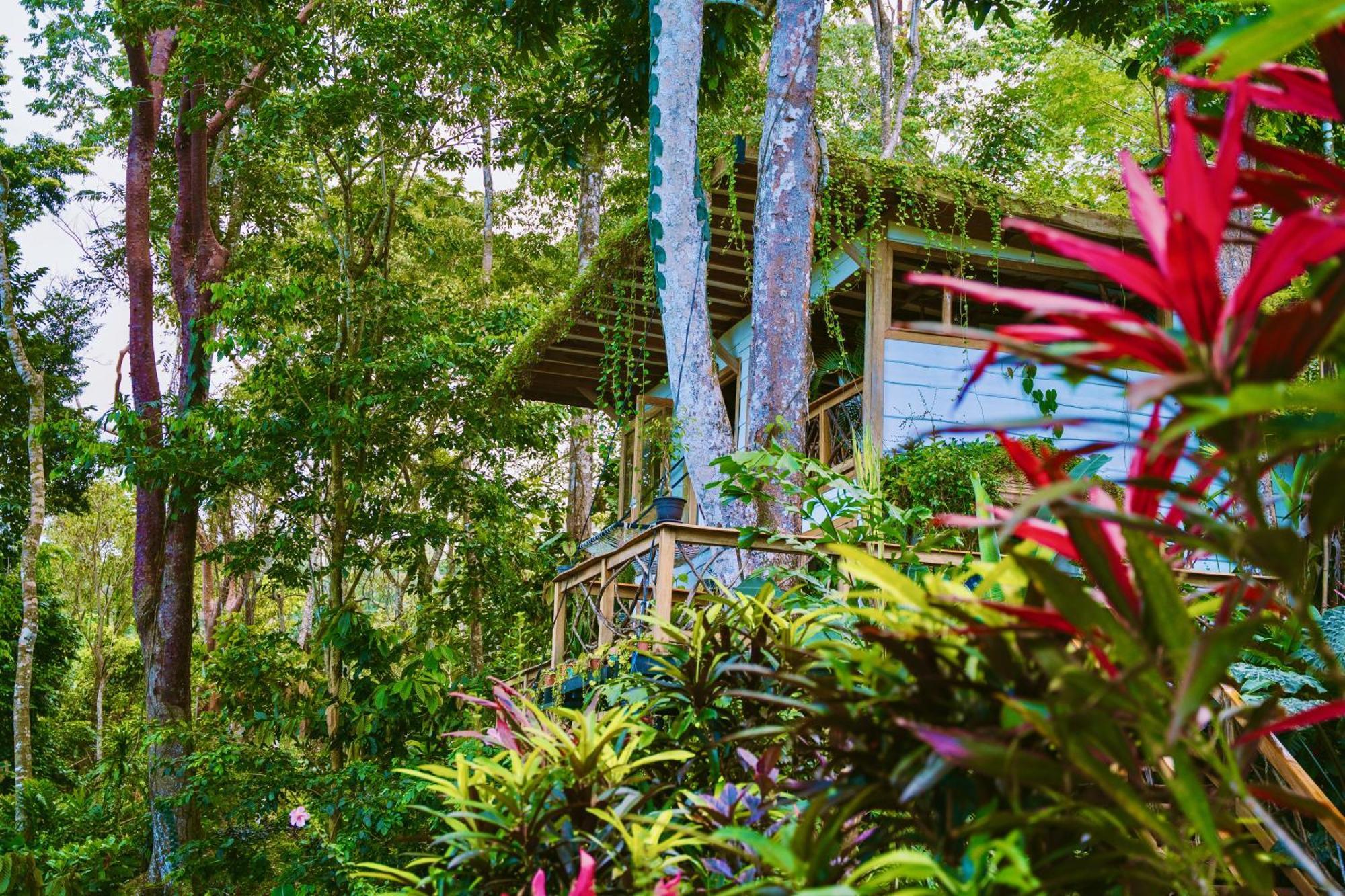 Jungle Spirit Treehouse Villa Cahuita Exteriör bild